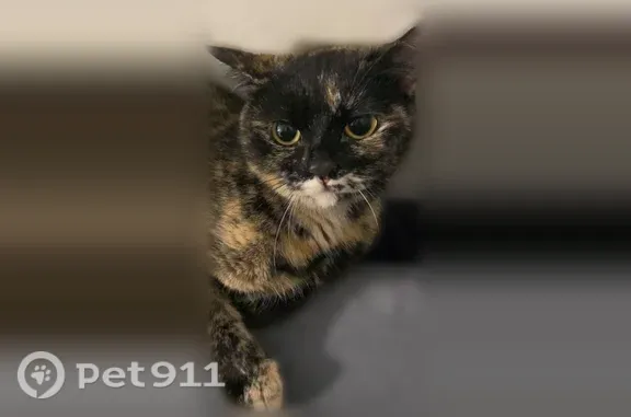 Perdu chat femelle, Rue Georges Bizet, 5, Lille — yeux jaunes, queue cassée - photo