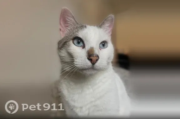 Chat perdu mâle, Fleurieu-sur-Saône, Paris - taches marrons, nez marron - photo