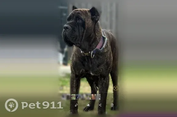 Lost dog, Creek View Drive, 3425, Dallas - female brindle dog with a black mask - photo