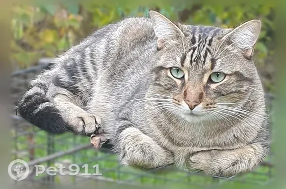 Chat perdu mâle, Rue de Montfort, 55, L'Hermitage, Saint-Gilles - gris tigré et craintif - photo
