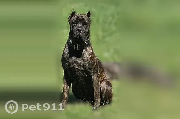 Lost dog, Creek View Drive, 3425, Grand Prairie — female, brindle with black face mask - photo