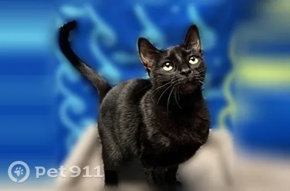Lost cat, White Oak Lane, 2960, Bedford - black fur, green eyes - photo