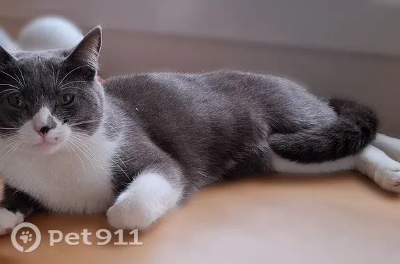 Chat perdu, L'Espérance, 1, Le Fœil - femelle, grise et blanche - photo
