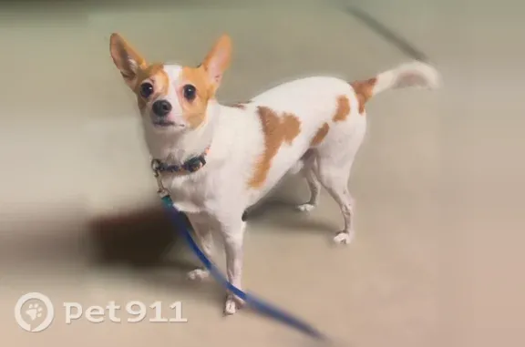 Lost dog, Texas 180, 504, Grand Prairie, Grand Prairie - male, collar with flames - photo