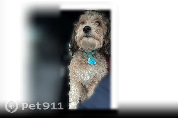 Lost dog, South 1400 East, 411, Fruit Heights - female with a collar - photo