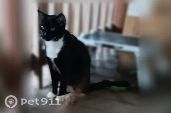 Missing cat Rancho Cordova, photo: Lost cat, Froom Circle, 10030, Sacramento, Las Vegas — black and white tuxedo