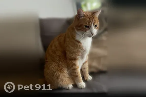 Chat perdu mâle, Rue de Saint-Dié, 1450, Anould, Paris - roux/blanc - photo