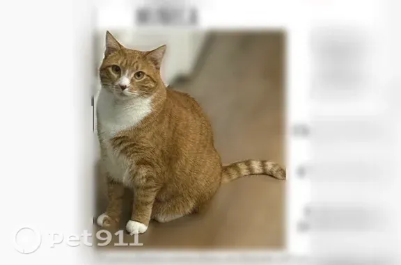 Lost cat, Brook Park Way, 2678, Doraville - orange and white tabby, 4 years old - photo