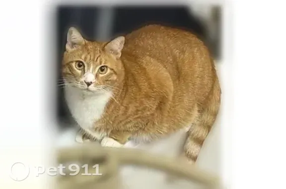 Lost pets Doraville, photo: Lost cat, Brook Park Way, 2678, Doraville - orange and white tabby, 4 years old