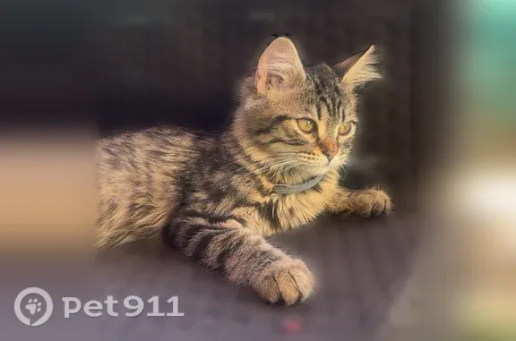 Chat perdu mâle, Rue Jules Dalou, 15, Brive-la-Gaillarde, Lyon - chaton gris tigré - photo