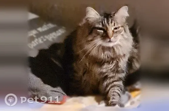 Chat perdu mâle, Rue du Général Cochet, 54, Clermont-Ferrand - européen tigré à poil long - photo