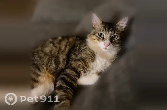 Perdu chat mâle, Rue Galilée, 6, Toulouse - mâle de 2 ans, tigré brun et blanc - photo