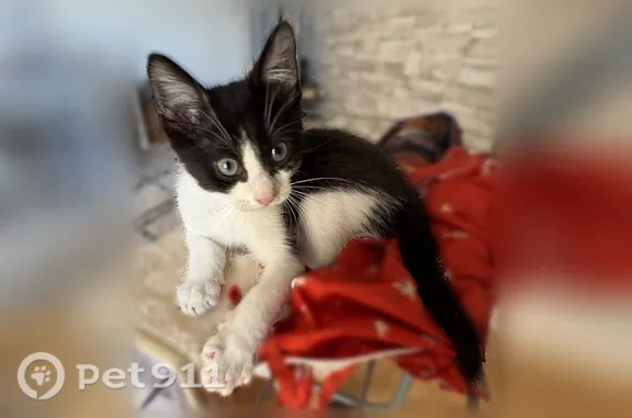Chat perdu, mâle, Rue de Brocéliande, 2, Romillé — chaton noir et blanc - photo