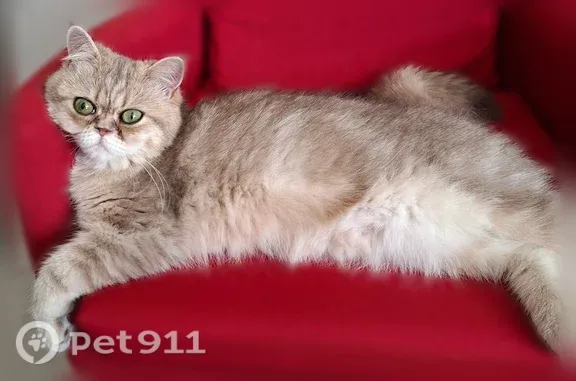Chat perdu femelle, Rue du Général Brosset, 855, Fréjus - petite chatte grise au ventre blanc - photo