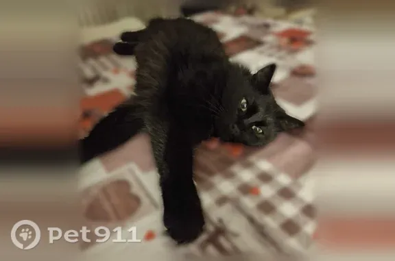 Chat disparu Garçon, Paris (fl598538) - photo