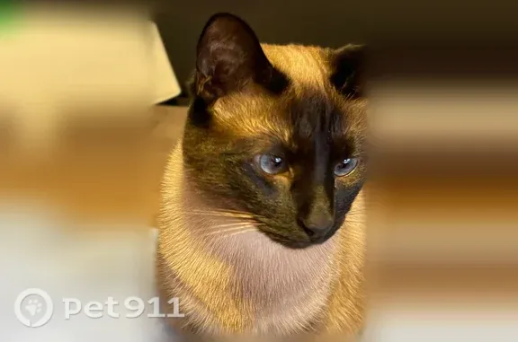 Lost cat, East 7th Street, 400, Perrysburg - female Siamese - photo