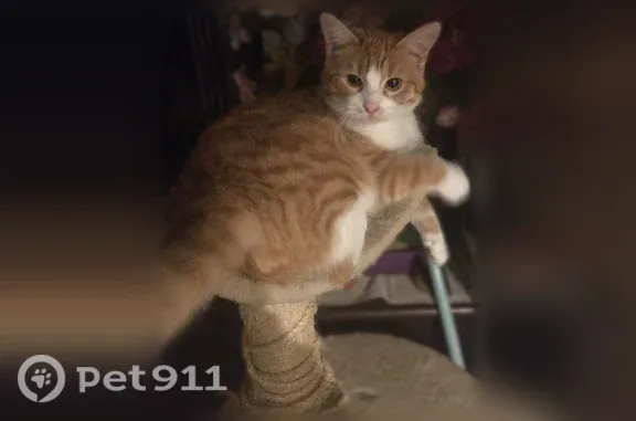 Chat perdu mâle, Rue Ledru Rollin, 336, Bruay-sur-l'Escaut - gros et affectueux - photo