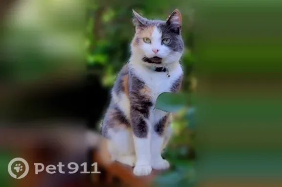 Perdu chat femelle, Rue Buffon, Grenoble, Paris — chatte de 7 ans, stérilisée - photo