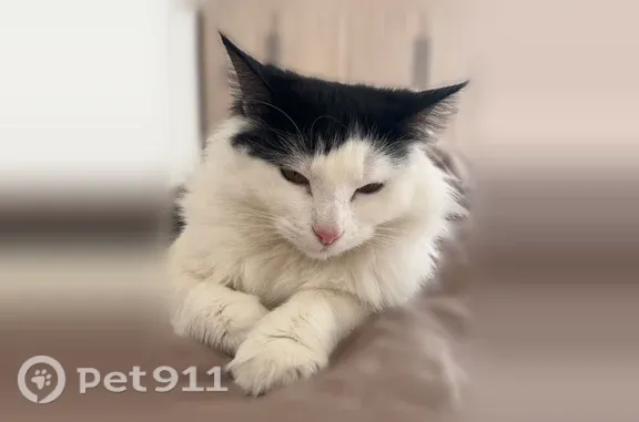 Chat perdu, femelle, Boulevard Maupas, 18, Nice - photo