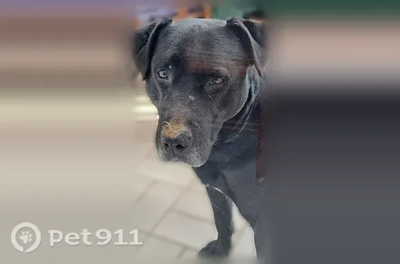 Chien perdu mâle, Rue de Miraut, 1, Bourgneuf - noir croisé Labrador - photo