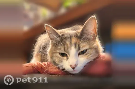 Perdu chat femelle, Rue de Kerjean, 26, Plouigneau - tricolore blanc, roux, gris - photo