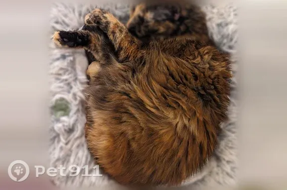 Perdu chat femelle, Rue Saint-Louis, 2 Bis, Villemomble, Paris - chatte écaille de tortue, longs poils - photo