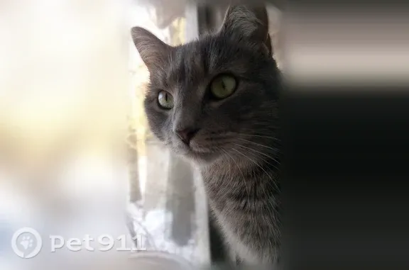 Lost cat, Houghtaling Hollow Road, 2916, East Meredith, Davenport Center - female, grey tabby with light green eyes - photo