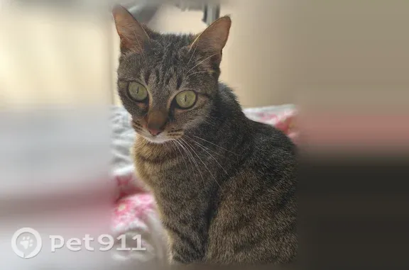 Chat perdu, femelle, Rue Tourril, Agen - très craintive - photo