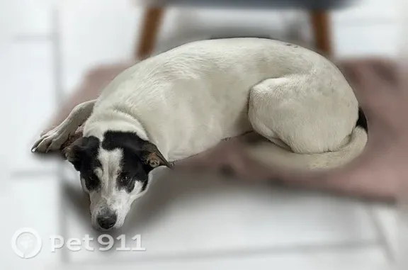 Chien perdu femelle, Rue de l'Hérault, 13, Villenave-d'Ornon - blanche, type berger - photo