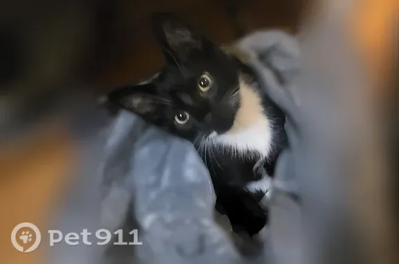 Lost cat, Philip Drive, Lindenwold — very familiar with her name - photo