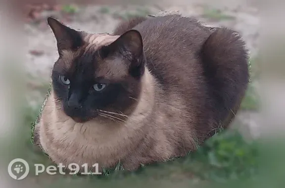 Chat perdu, femelle, Rue Léon Grenier, Étampes - couleur façon siamois - photo