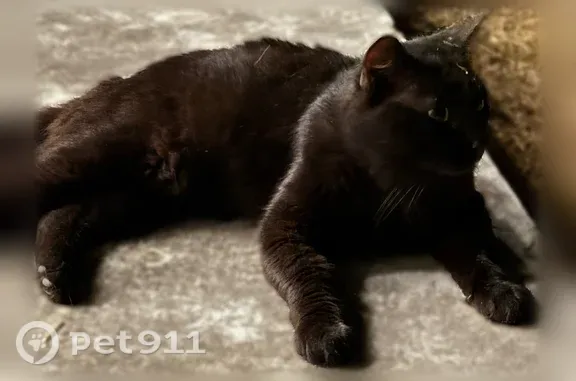 Chat trouvé Antibes, photo: Chat trouvé, Avenue Gaston Bourgeois, 22, Antibes - chat noir aux yeux jaunes