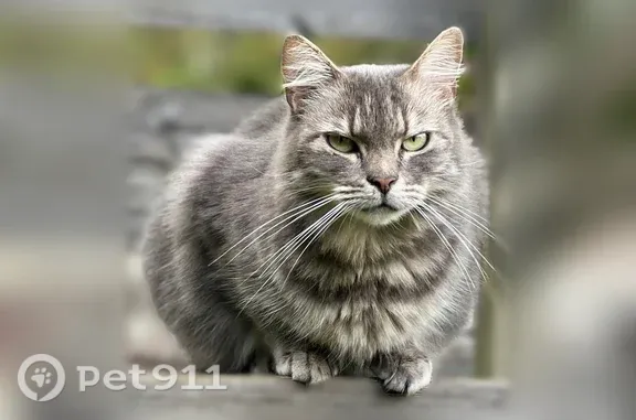 Perdu chat femelle, Allée de la Largué, 2, Wittelsheim - européen poil long tigré gris - photo