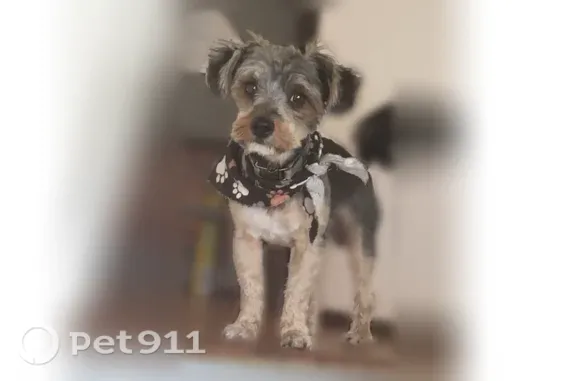 Lost dog, Winchester Avenue, 16388, Markham - female - photo