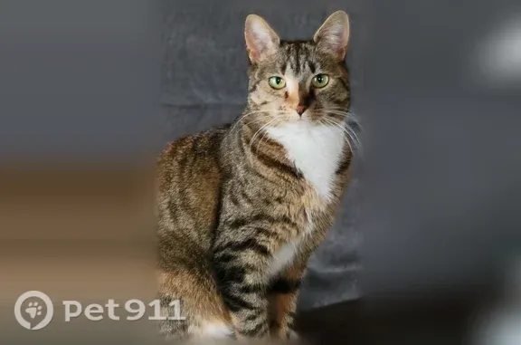 Lost cat, Lower Highlands Road, 53, Quincy - female tabby, microchipped - photo