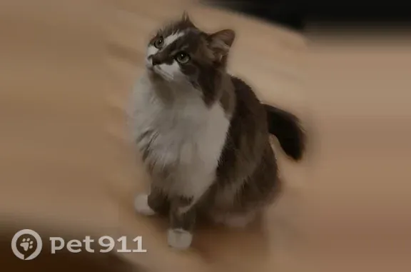 Perdu chat femelle, Rue Victor Schoelcher, 4, Lille - pucee, très petite - photo