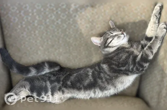 Chat perdu mâle, Chemin des Écoles du Batan, 155, Bidache - tigré gris et dessous beige - photo