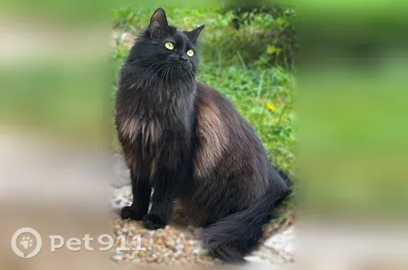 Chat perdu, Le Bois-Plage-en-Ré, photo: Chat perdu, Rue de l'Enclouze, Le Bois-Plage-en-Ré - femelle à poil long