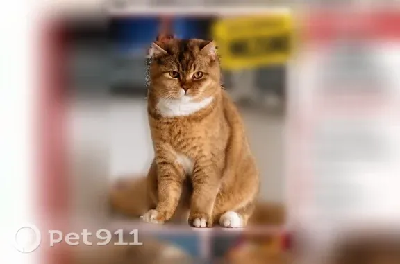 Chat perdu femelle, Boucle Brigitte Bardot, 15, Hayange - pelage marron doré, poitrine et pattes blanches - photo