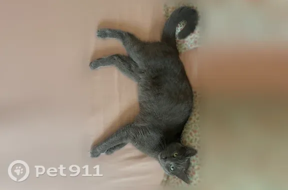 Chat perdu mâle, Rue des Bosquets, Angoulême - gris, type Chartreux - photo