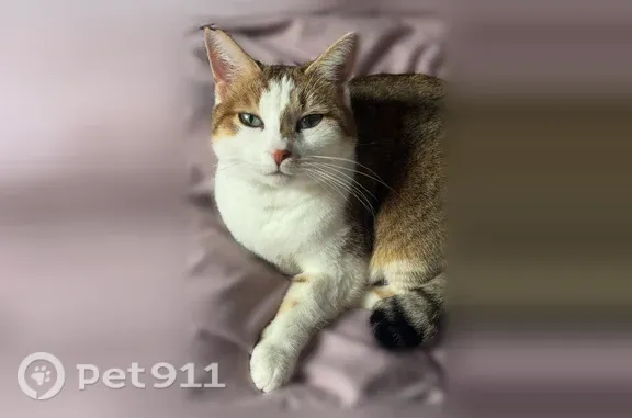 Chat perdu, Fercé, Pays de la Loire, Nantes - femelle blanche et orange aux yeux turquoises - photo