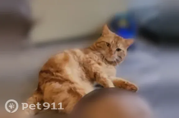 Chat perdu, Rue Georges Tremet, 17, Buchères - mâle roux tigré, très câlin - photo