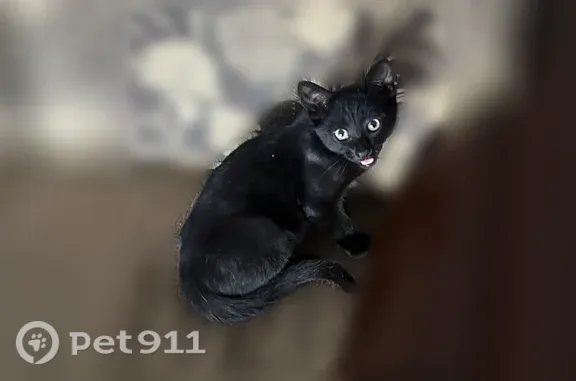 Chat trouvé Mérignac, photo: Chat trouvé, Mérignac - femelle, noir, encore petit