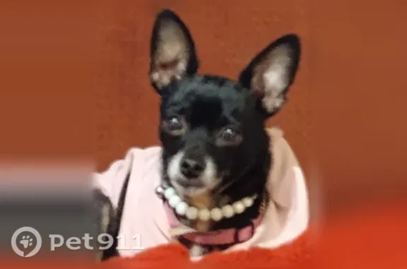 Lost and found pets Fresno, photo: Lost dog, North Carruth Avenue, Fresno — female chihuahua, 9 years old