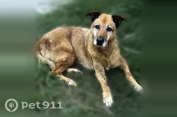 Lost dog, Dallas, Texas, Dallas - all brown German shepherd, older with white hairs around his face - photo