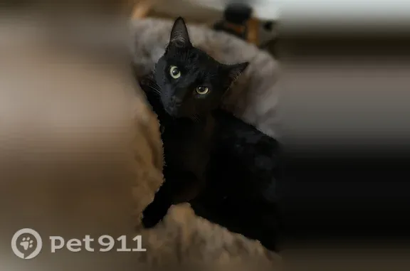 Chat perdu mâle, Rue Paul-Louis Courier, Lille - grand, craintif, pucé et castré - photo