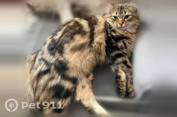 Chat perdu, Genas — femelle tigrée marron à poils mi-longs, craintive - photo