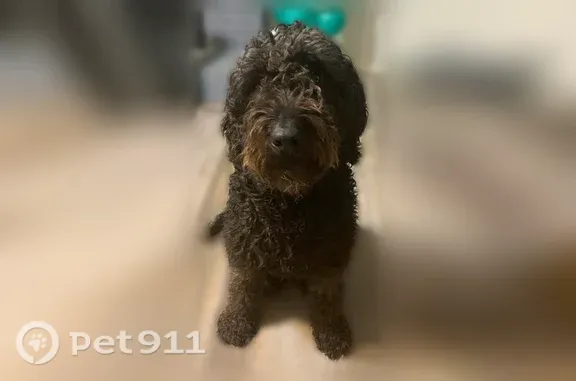 Lost dog, Blossom Lane, 7621, Dallas — male - photo