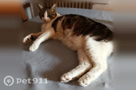 Chat perdu femelle, Lotissement le Planet II, Marignane — chatte tricolore de 14 ans - photo