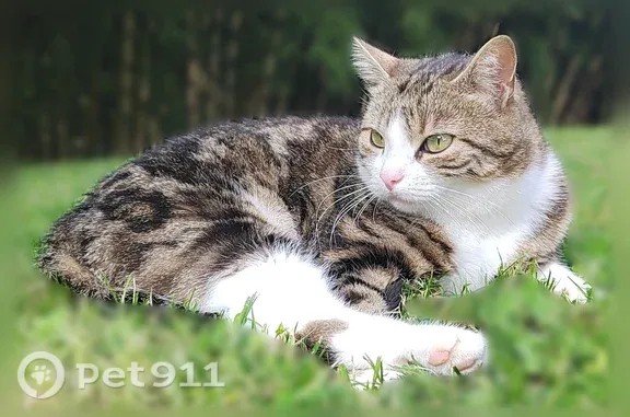 Chat perdu femelle, Chemin de Montezain, 49, Marcy, Gennevilliers — petite taille, tigrée sur le dessus - photo
